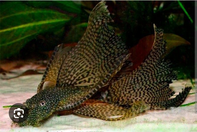 Вуалевые анцитрусы