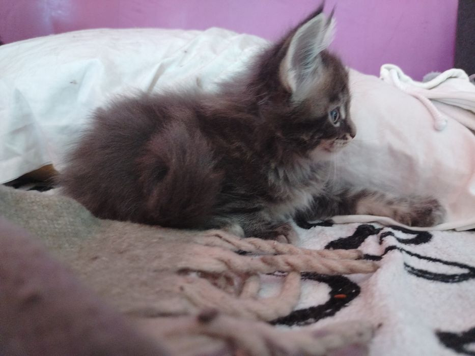 Băiețel Maine Coon