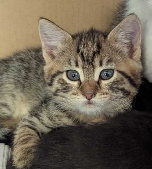 Три шепи живот търсят своите човеци!