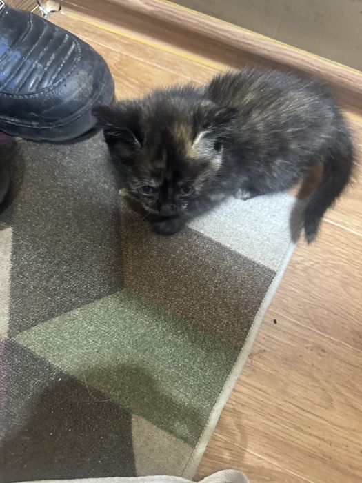 Отдам котят в хорошие руки