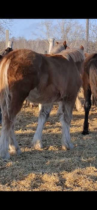 Лошади- жеребчики