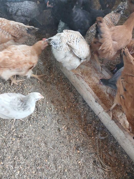 Pui de casa, Cocoșei Brahma, pui kabir, perfecti de taiat sau tinut