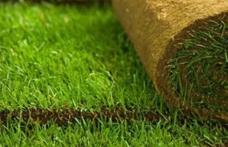 Gazon Rulou Natural Premium pentru Curți Rustice și Moderne