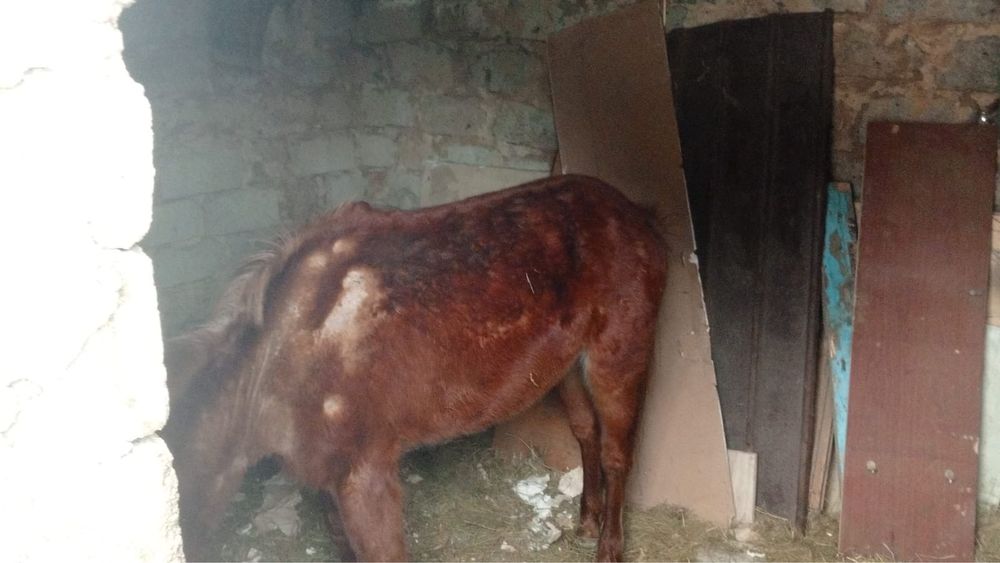 Продам лошадь, срочно, не дорого