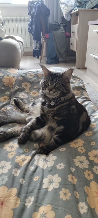 Кот на вязку Мэйн Кун