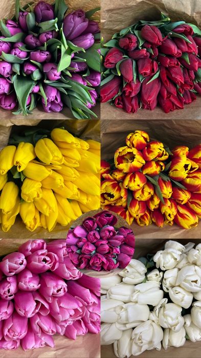 Голландские тюльпаны Оптом и В розницу!