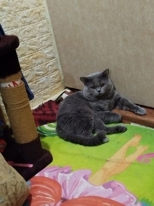 Кот вязка скотиш страйт.