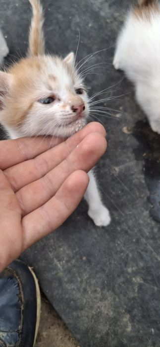 Pisici spre adoptie