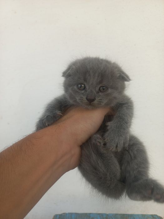 Mushukchalar sotiladi toza zotli toza qonli mushuklar
