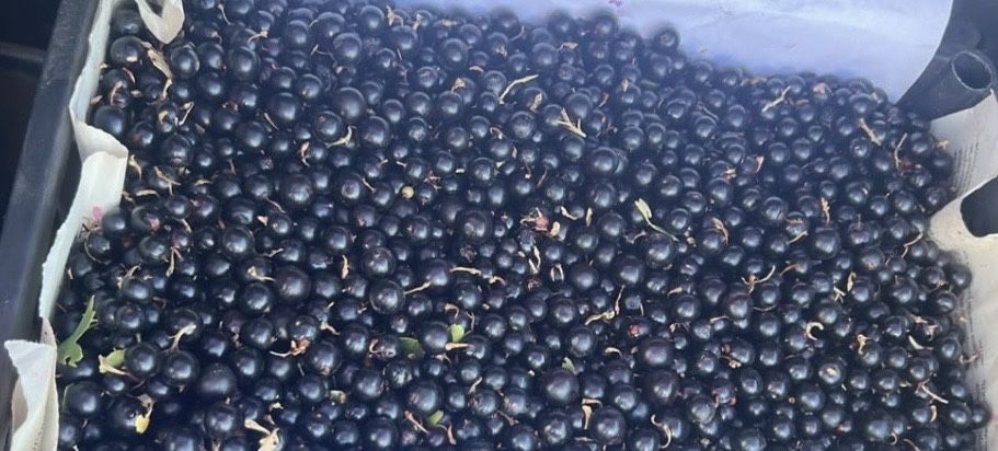 Продам смородину свежая