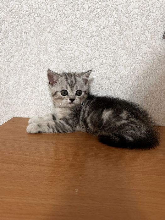 Продается шотландский котенок