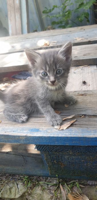 Отдам котят даром
