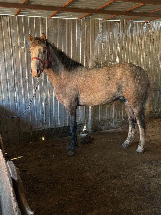 Жеребец, 4 года. На откорме