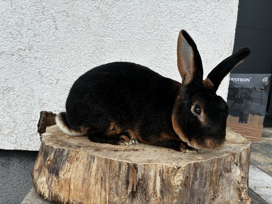 Mascul rex iepure cu blana de catifea