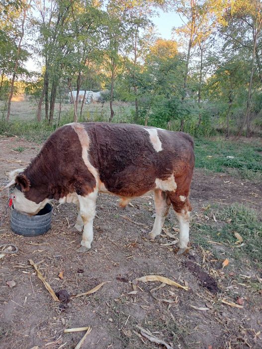 Vând vacă și taur