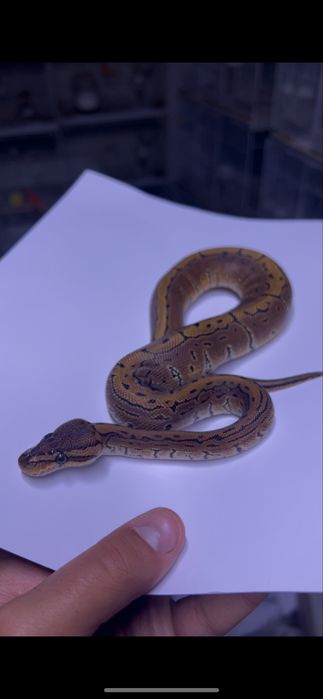 Королевский питон pinstripe