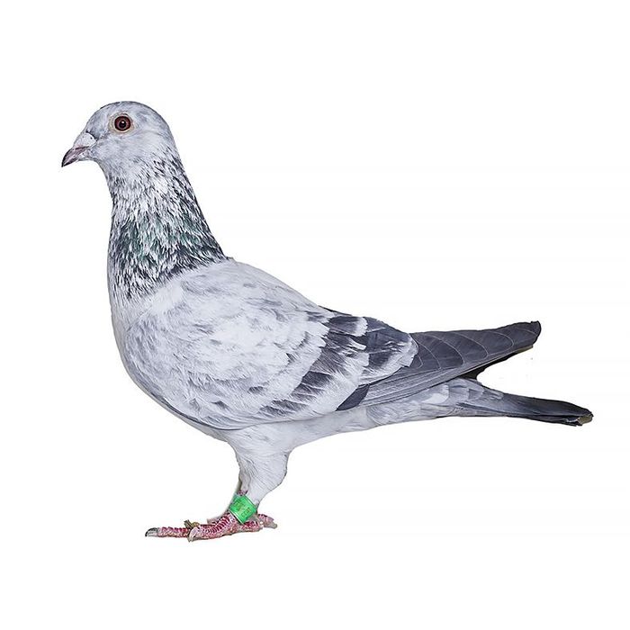 Porumbei voiajori de ornament