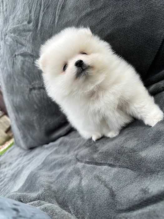 Pomeranian mini spitz