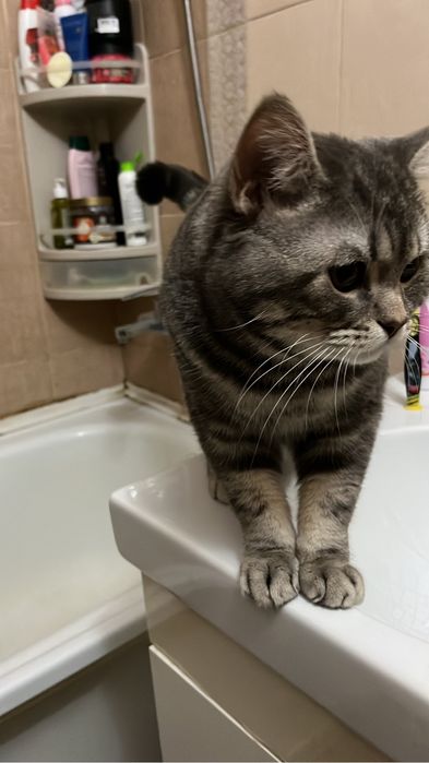 Вязка мраморный кот