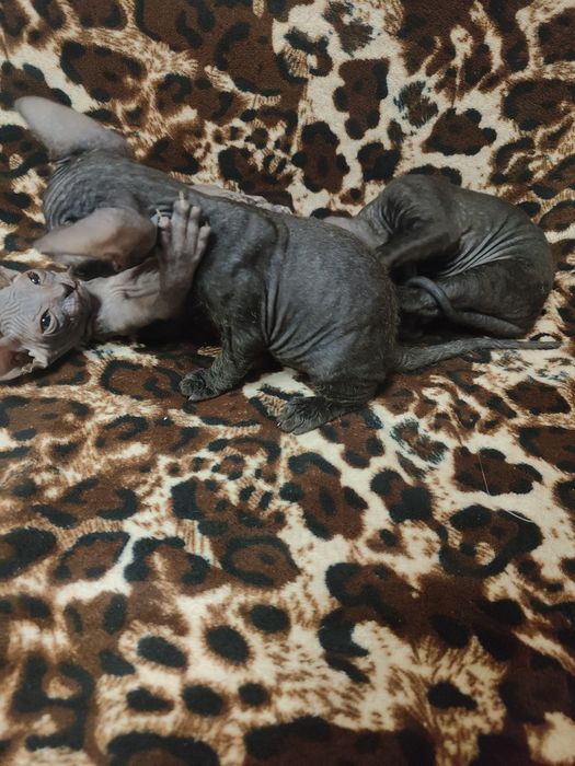 Продам породистых котят сфинксов