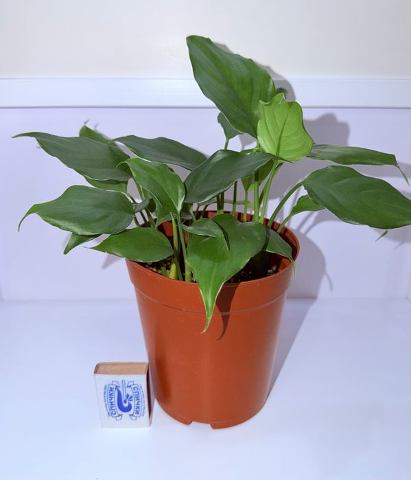 Аглаонема, комнатные растения, комнатные цветы