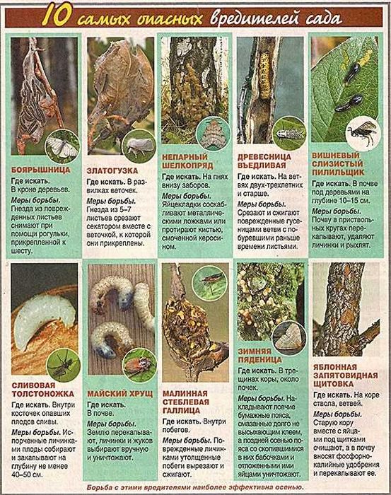 Обработка деревьев, растение Дезинфекция-Фумигация от вредителей и тля