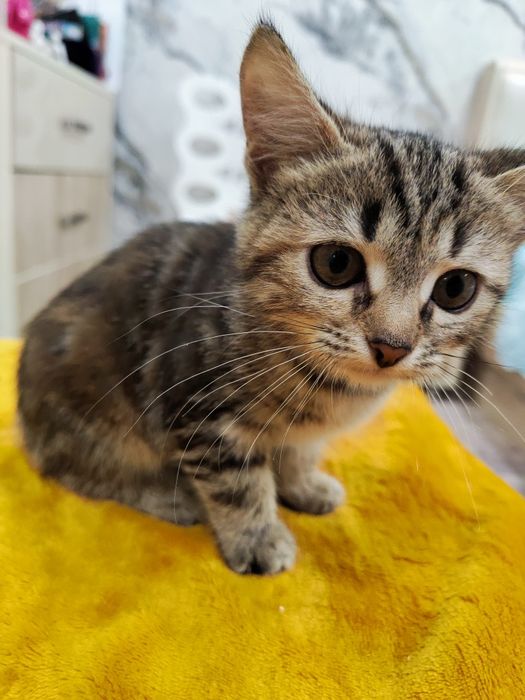 В добрые руки кошечки!!!
