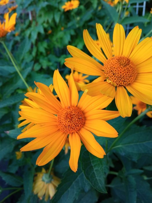 Продам многолетние цветы