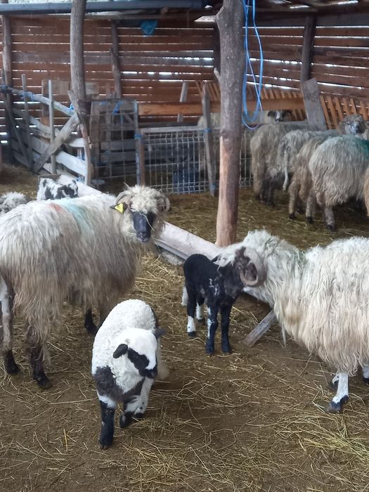 Vind oi cu miei după iele 850 lei