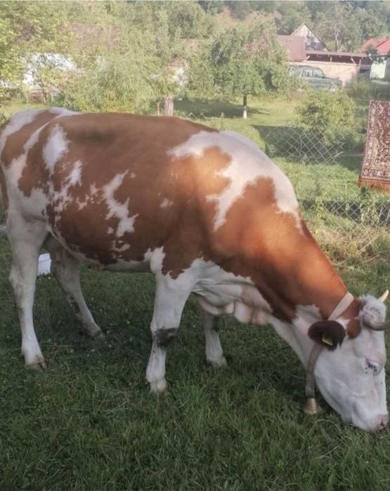 Se vinde vaca de lapte!