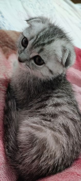 Котята пордистые