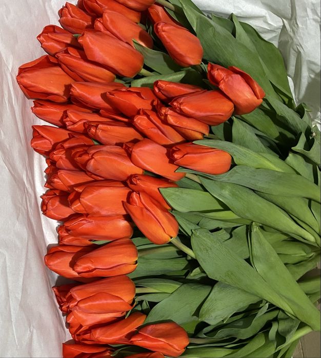 Луковицы голландских тюльпан