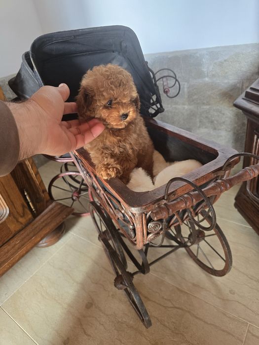 Той Пудел момче Той Пудел