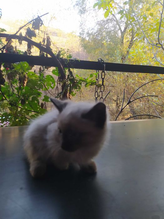 Котята крысоловы