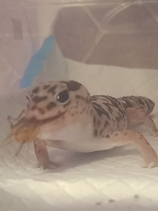 Гемитеконис самка