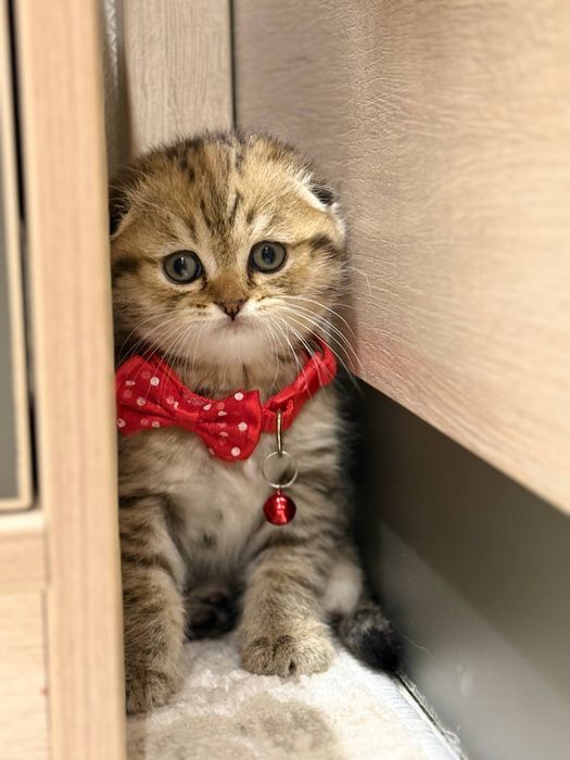 Shinshilla scottish har xilidan bor