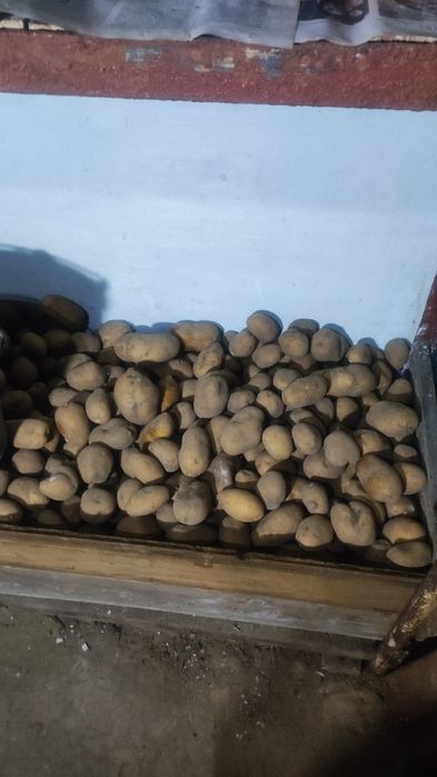 Продам картофель