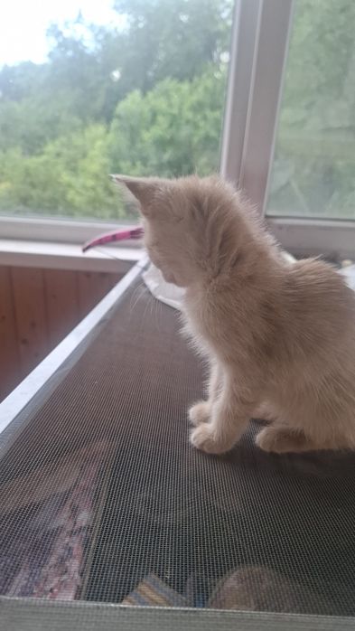 Срочно раөдаем котят в добрые руки!