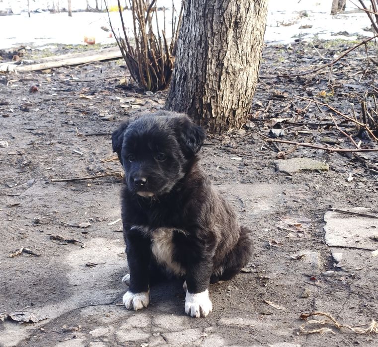 Щенки в добрые руки