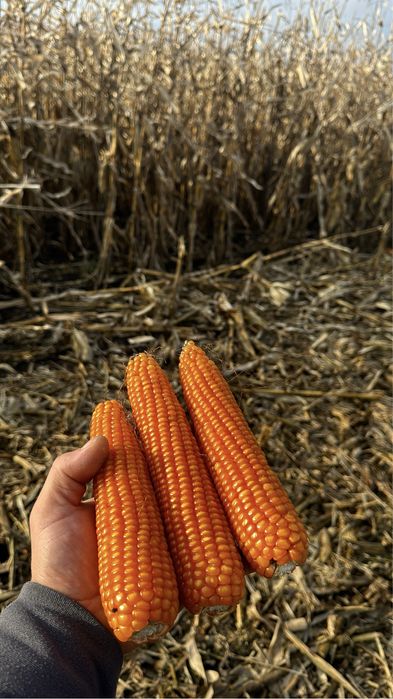 Vand graunte porumb sticlos