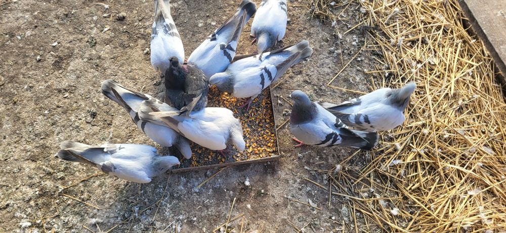 Ciocarlii de cobur kingi