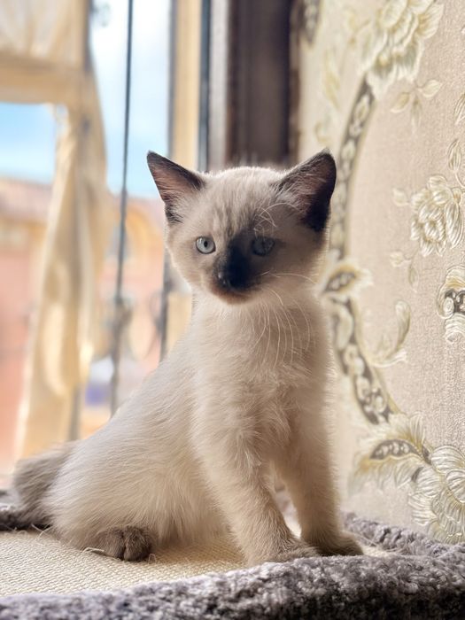 Original "> Каролевский Сиям