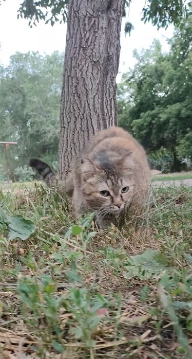 Кошка, стерилизованая, ласковая