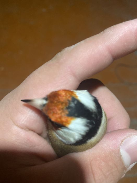 Шеглы на продажу