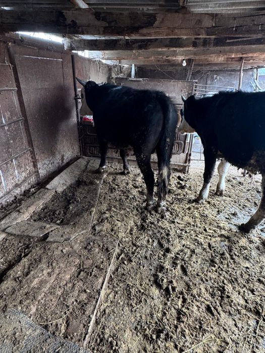 Букалар бык бұқа