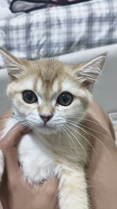 Очаровательный котёнок  готовы к переезду