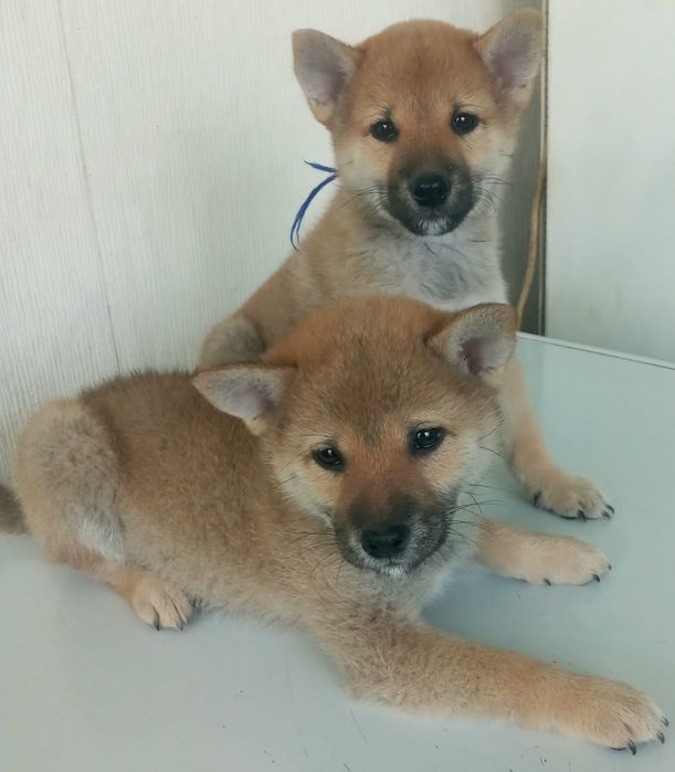 Готовы к продаже щенки сиба ину