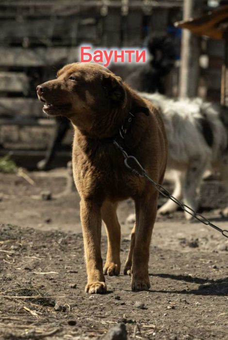 Дарю в добрые и ответственные руки