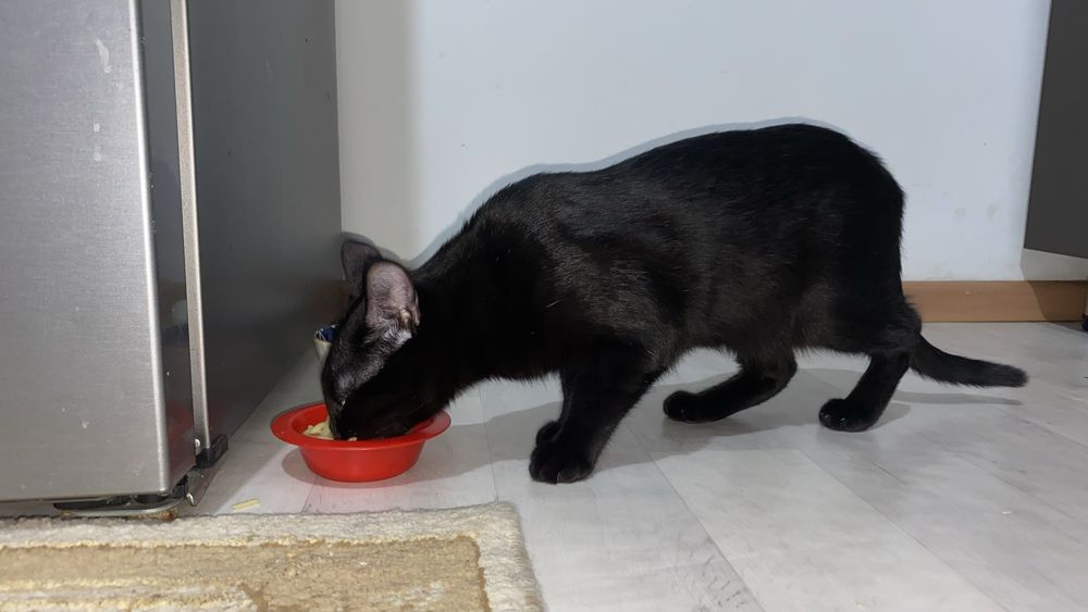 Кошка,котенок ,