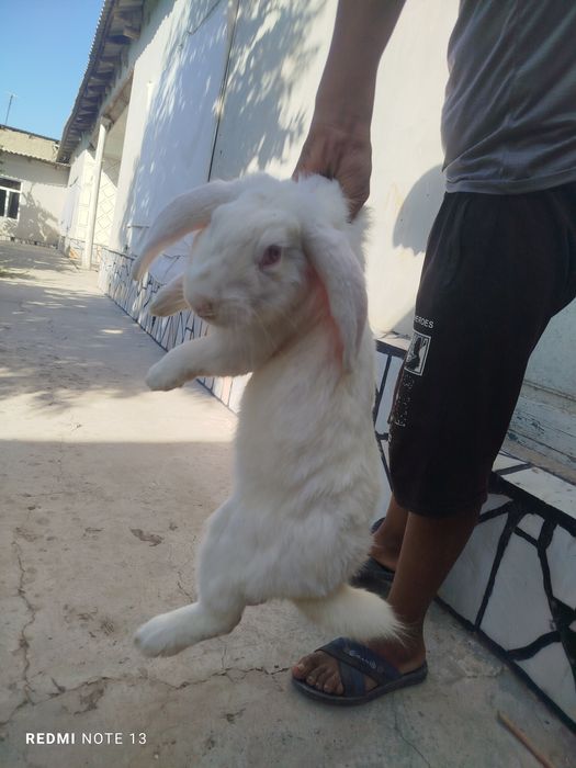 Zotdor zoʻr quyonlar